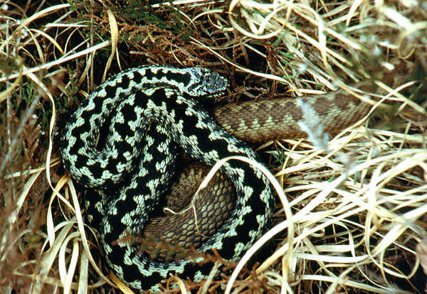 adders